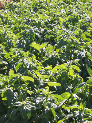Bountiful Basil