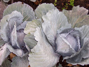 Red Cabbage