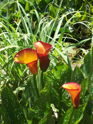 Fiery Beauties
