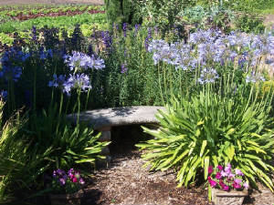 Relaxing Bench
