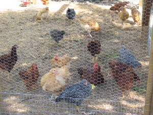 The ladies
