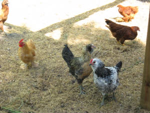 More ladies