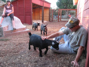 Goat social hour