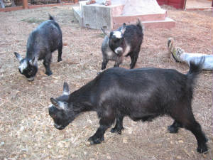 It's ALWAYS goat social hour!