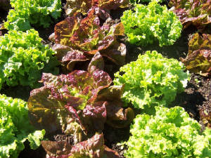 Lovely Lettuce