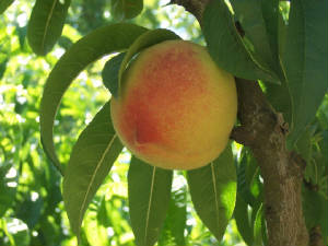 Peachy