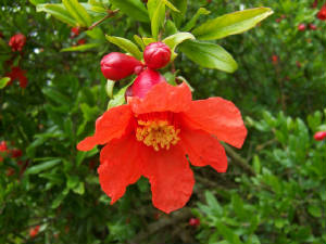 Pomegranate Blossoms