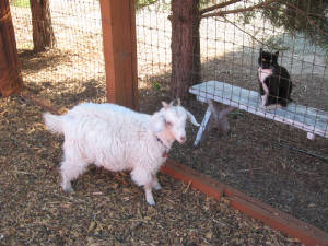 Stella and Pepe