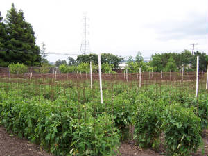 Tomato plants