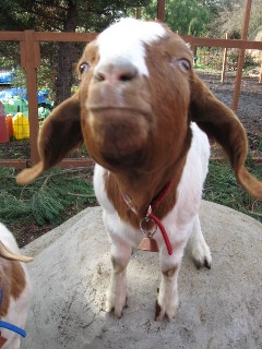 Kiss me!